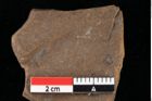 Foto (Detailansicht) von Glyptostrobus europaeus Brongniart (NHMW-GEO-2024-0188-0153)